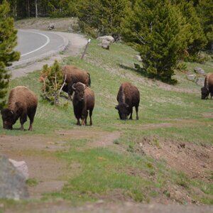 Unlisted Item- Random Pick